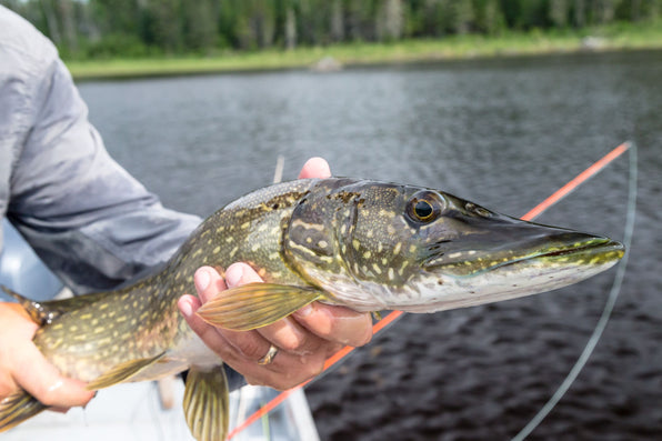 Beginner's Guide: How to Fly Fish For Pike