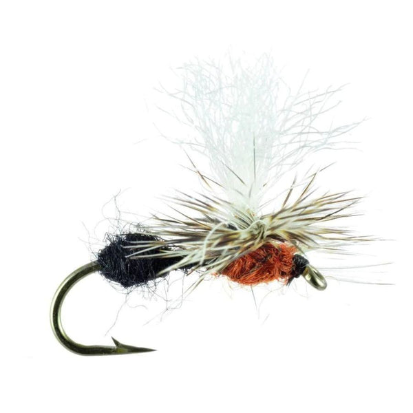 Two-Tone Para Ant - Black/Red