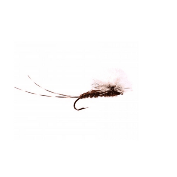 Brown Giant Paradrake 10