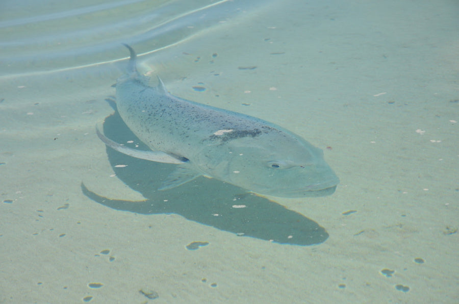 yellow-dog-flyfish Cook Islands: May 2019 Trip Report.