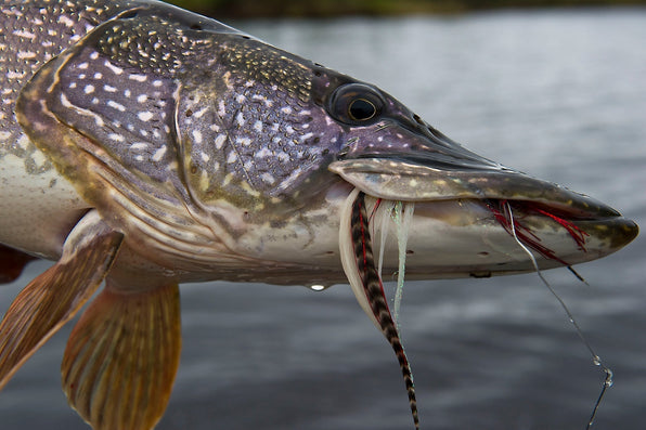 yellow-dog-flyfish Beginner's Guide: How to Fly Fish For Pike.