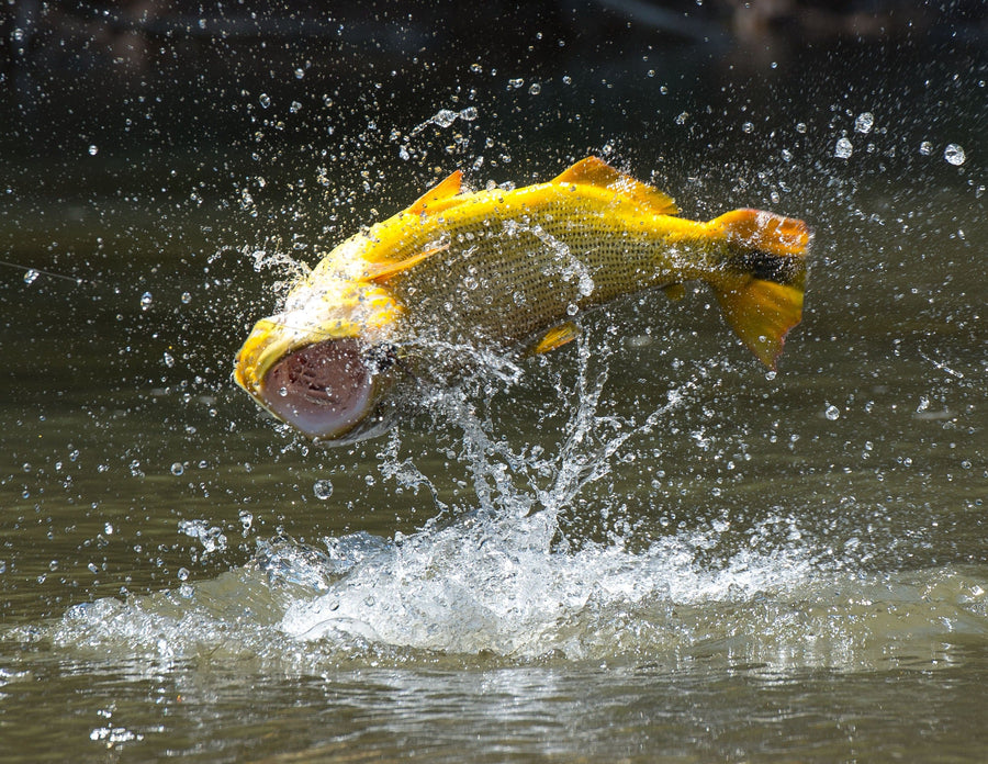yellow-dog-flyfish November, 2023: Tsimane Secure Lodge Client Trip Recap.