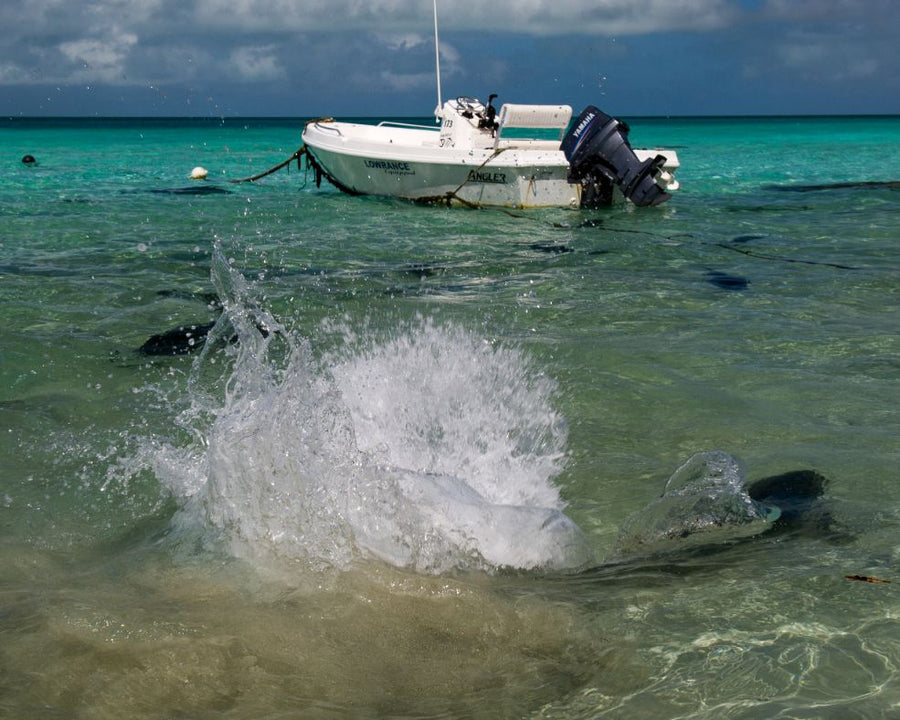 yellow-dog-flyfish FARQUHAR ATOLL SEYCHELLES | JEFF CURRIER HOSTED TRIP REPORT.