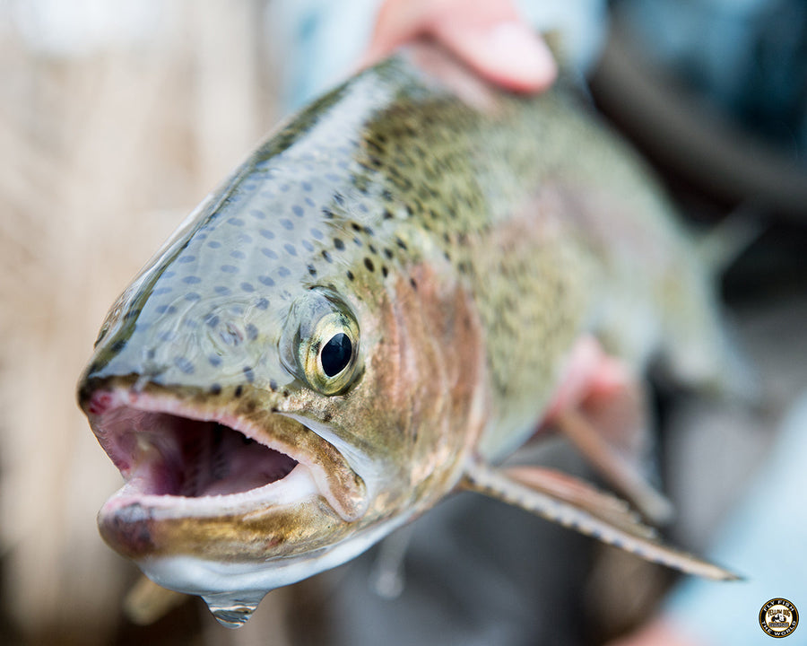 yellow-dog-flyfish ACCESS WIN IN UTAH.