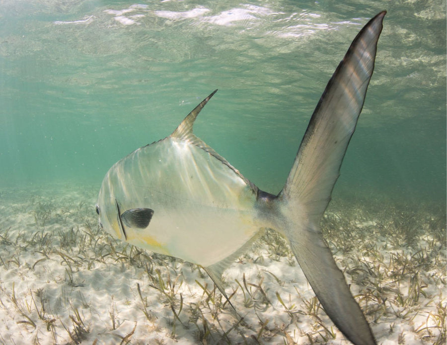 yellow-dog-flyfish Cuba: 4 Must-See Trip Specials for Early 2022.