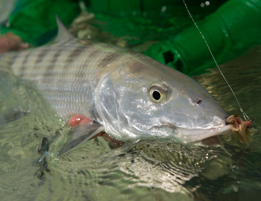 yellow-dog-flyfish YDCCF Announces 100% for Conservation Trip Packages.