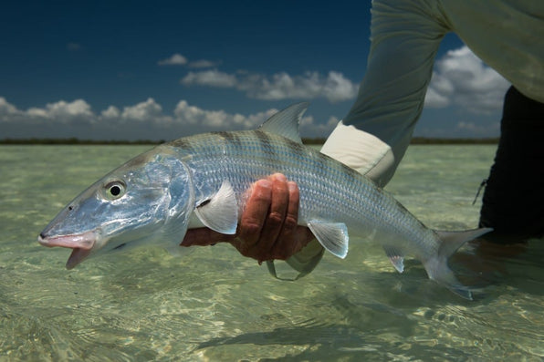 A Complete Guide to Fly Fishing Cuba for Bonefish