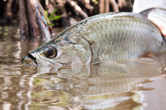 yellow-dog-flyfish Mexico: Campeche Trip Report November 2022.