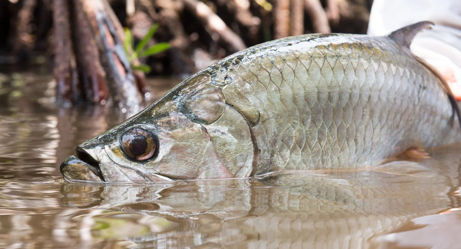 yellow-dog-flyfish July 2024 Client Trip Recap: Campeche Tarpon.