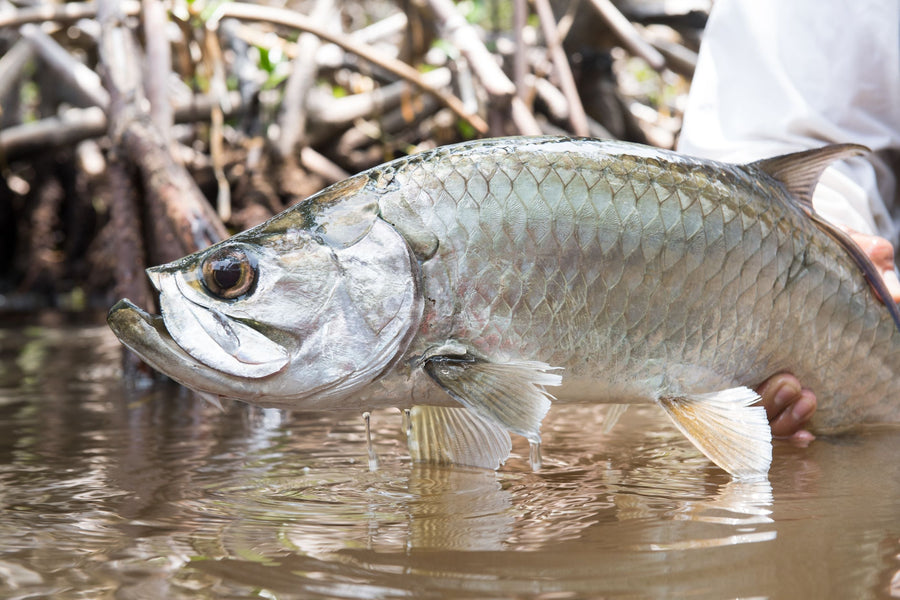 yellow-dog-flyfish The Yellow Dog Team's Favorite Baby Tarpon Flies.