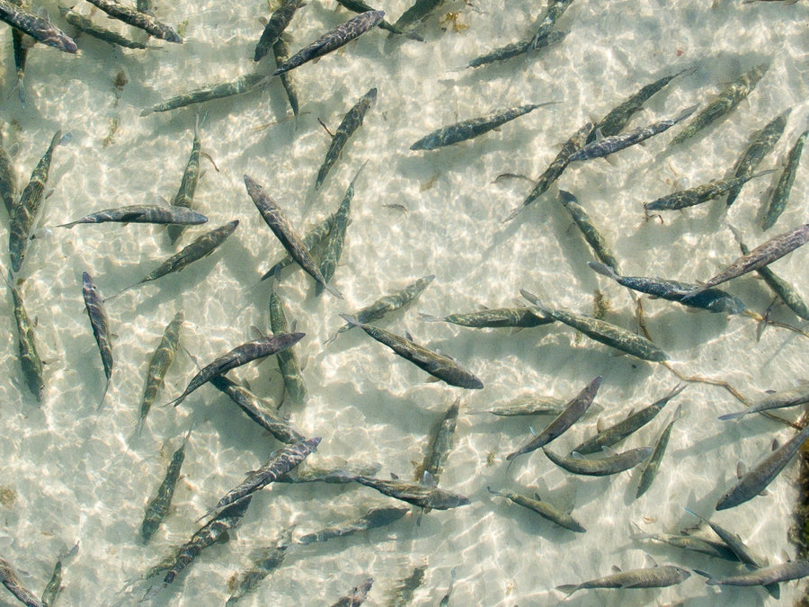 yellow-dog-flyfish October 2025 Client Trip Recap: Alphonse Island Resort.