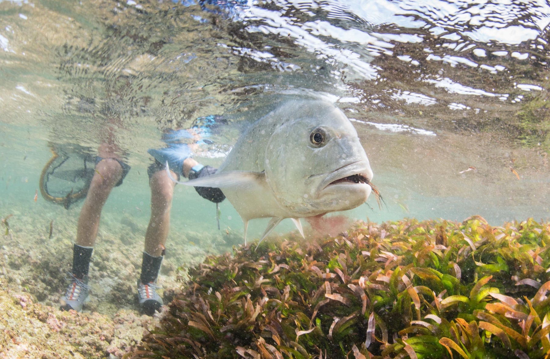 An In-Depth Guide to Fly Fishing for Giant Trevally
