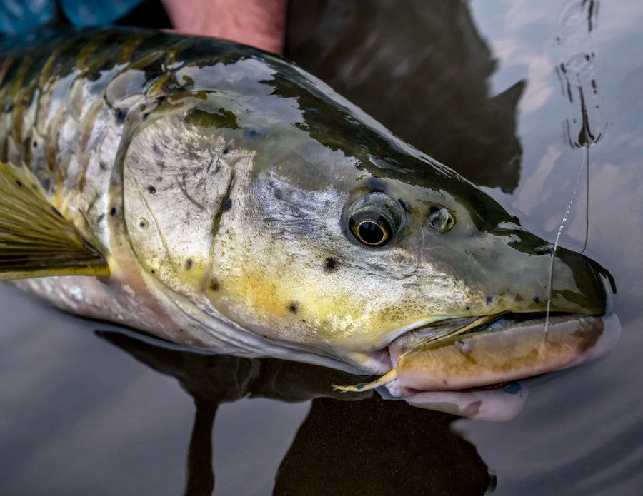 yellow-dog-flyfish Bhutan: 2024 and 2025 Fly Fishing Availability.