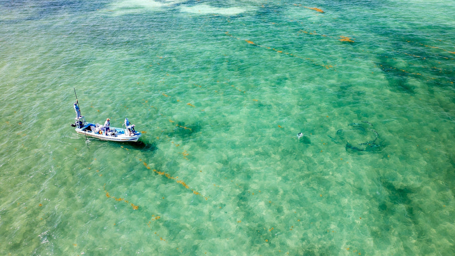 yellow-dog-flyfish The Top Fly Fishing Lodges in the Yucatan.