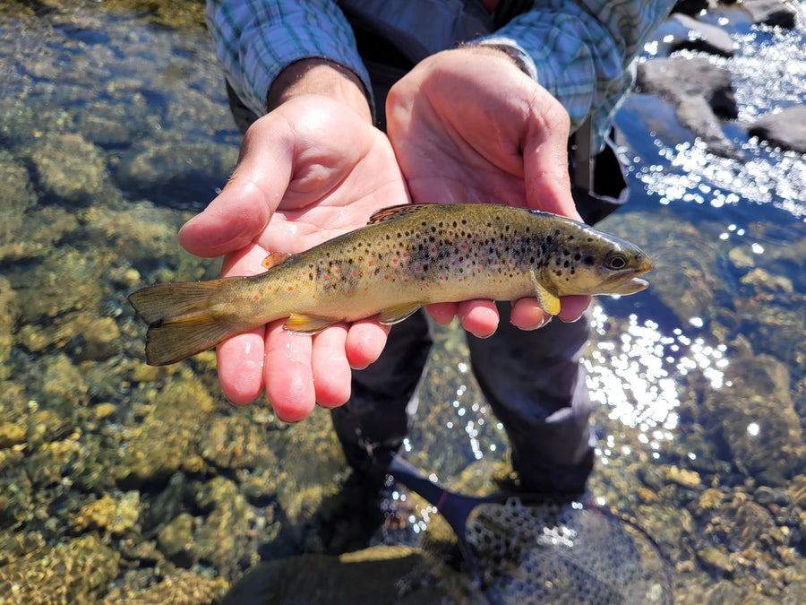 yellow-dog-flyfish July 2024 Client Trip Recap: Pyrenees Fly Fishing.