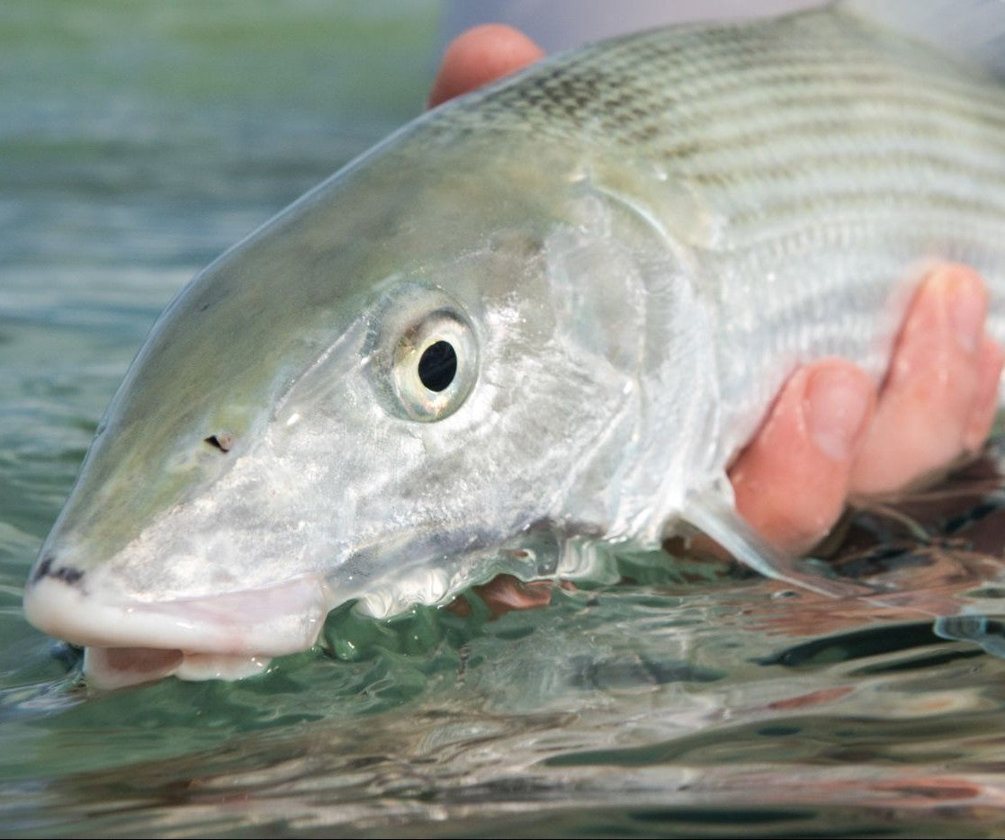 Person holds a large silver saltwater fish at the water’s surface