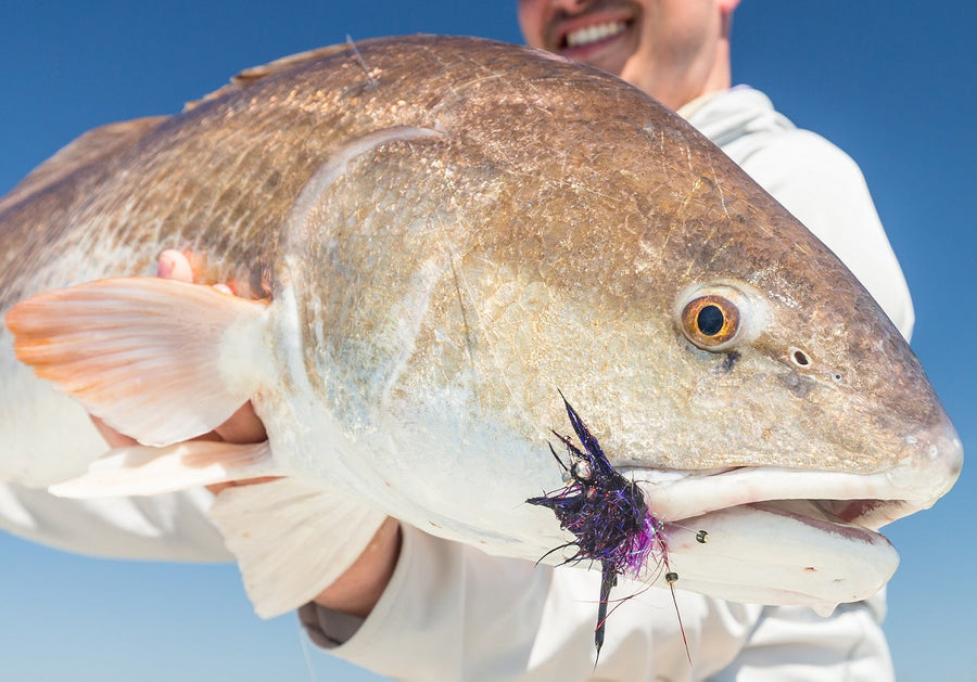 Angler holding a large redfish with a purple fly fishing fly in its mouth against a clear blue sky