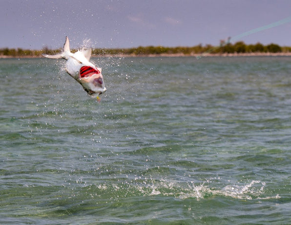 Tarpon leaping from shallow coastal flats with mouth open and a fly line visible