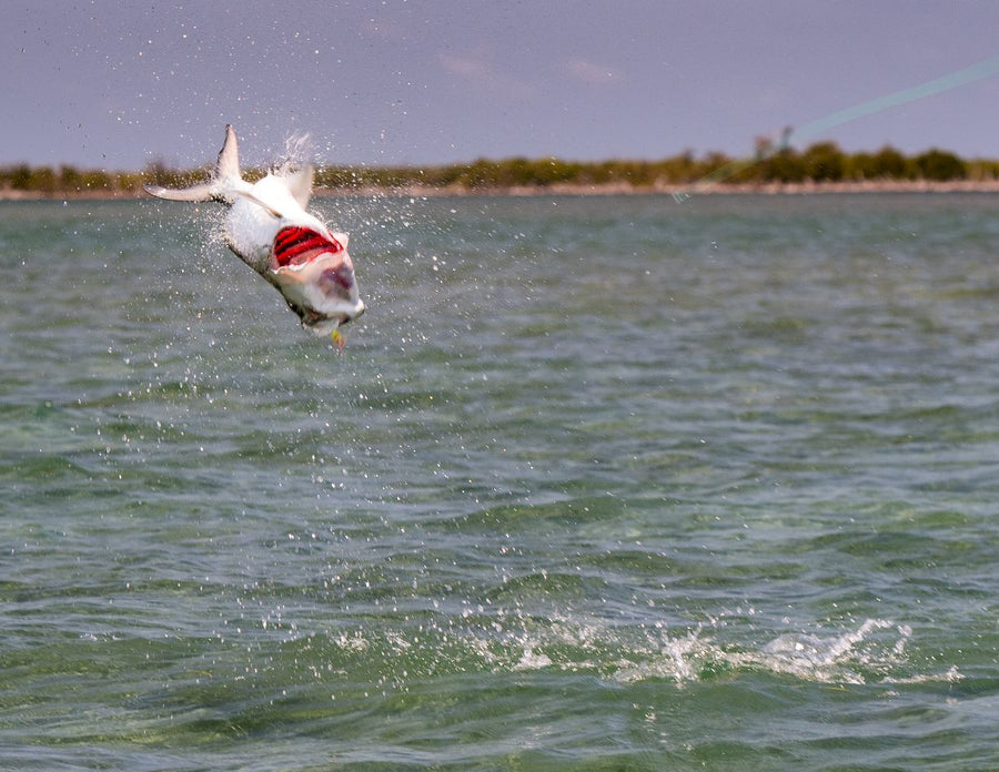 Tarpon leaping from shallow coastal flats with mouth open and a fly line visible