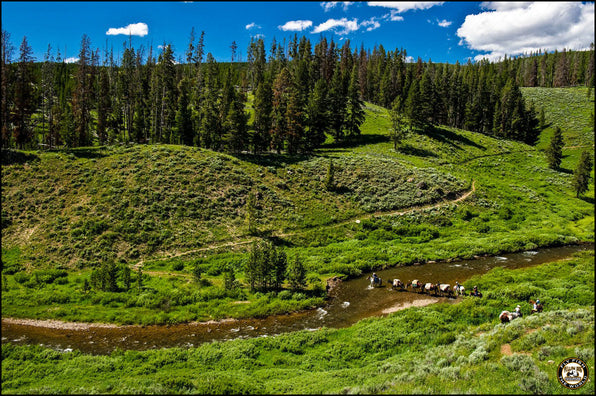 Pack horses and people cross a stream through a forested Yellowstone landscape