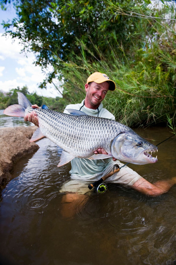 Angler holding a large tigerfish in a river during a Tanzania fly fishing trip