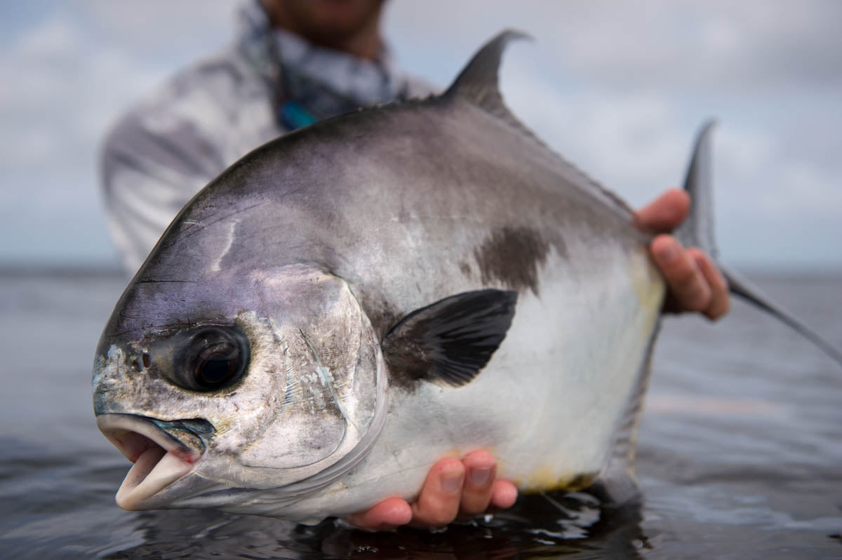Angler holds a permit fish above the water during fly fishing in Ambergris Caye