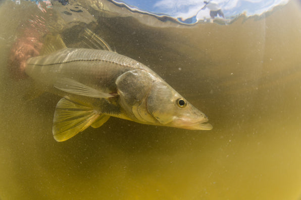 Fish swimming underwater in murky coastal water