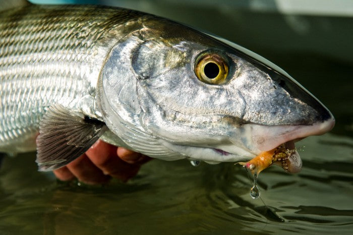 Close-up of a bonefish showcasing silver scales and a fly in its mouth above shallow water
