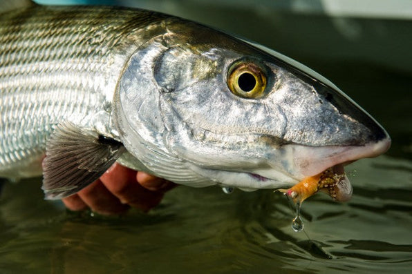 Close-up of a bonefish showcasing silver scales and a fly in its mouth above shallow water