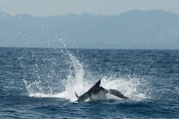 Blue marlin breaching the ocean during Fly Fishing Trips in Costa Rica
