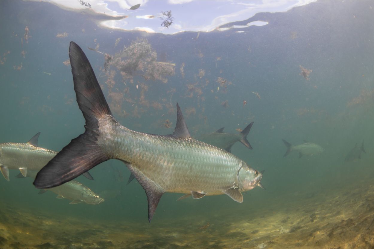 Several tarpon swimming underwater over a sandy seabed in Belize