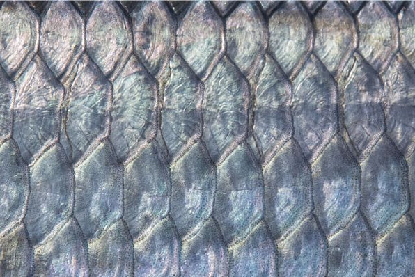 Close-up of tarpon scales showing overlapping silver and blue-gray texture