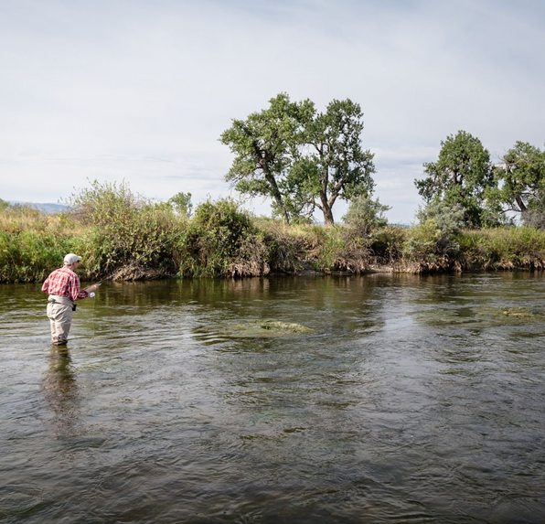 Angler fly fishing in a Montana river surrounded by trees and grassy banks
