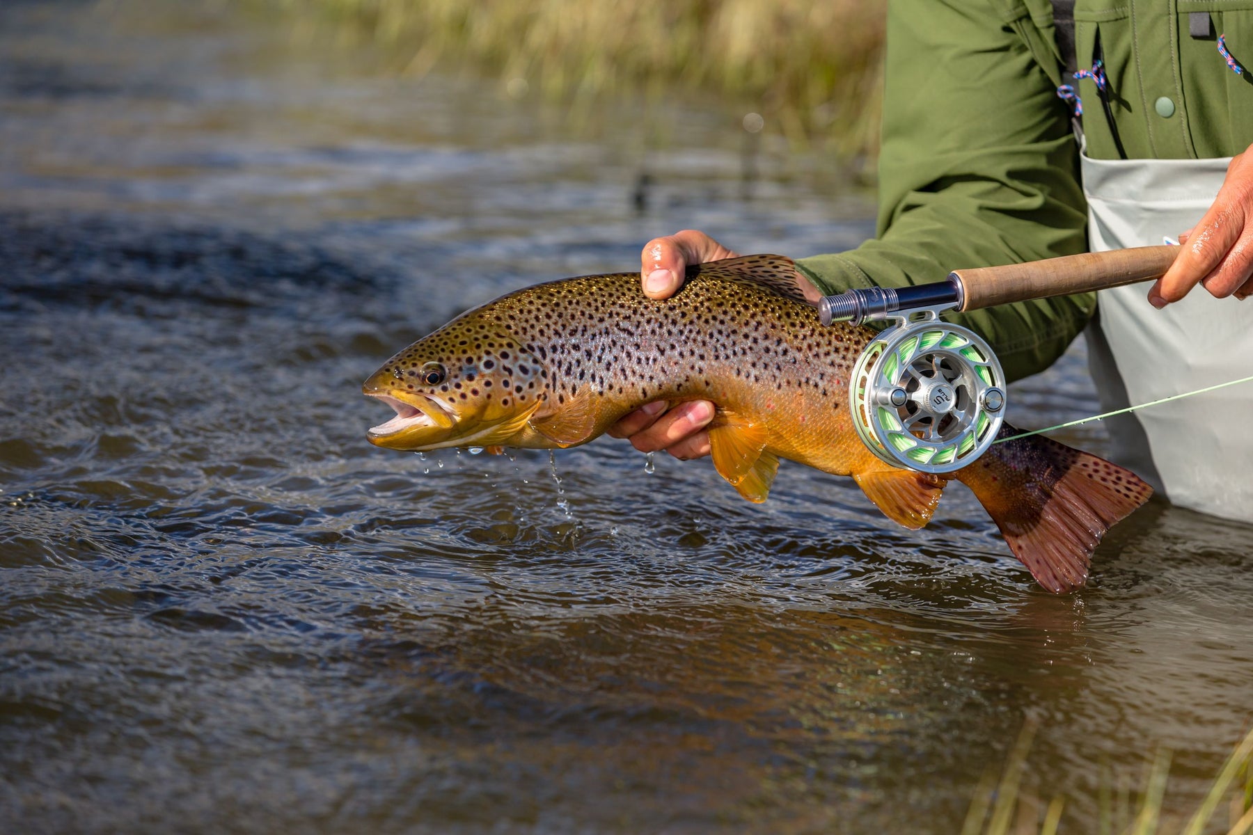 Fly fisher holding a brown trout and rod while wading in a Patagonia river