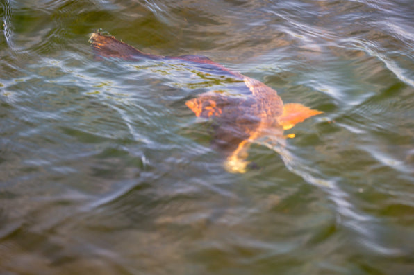Fish swimming beneath the surface of rippling water