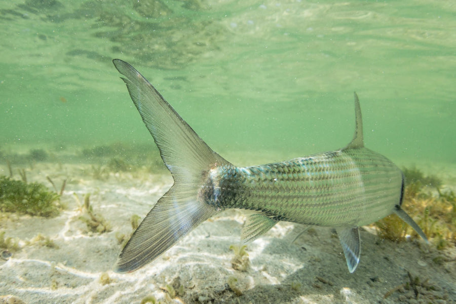 Bonefish swimming in shallow clear water over sandy seabed with seagrass