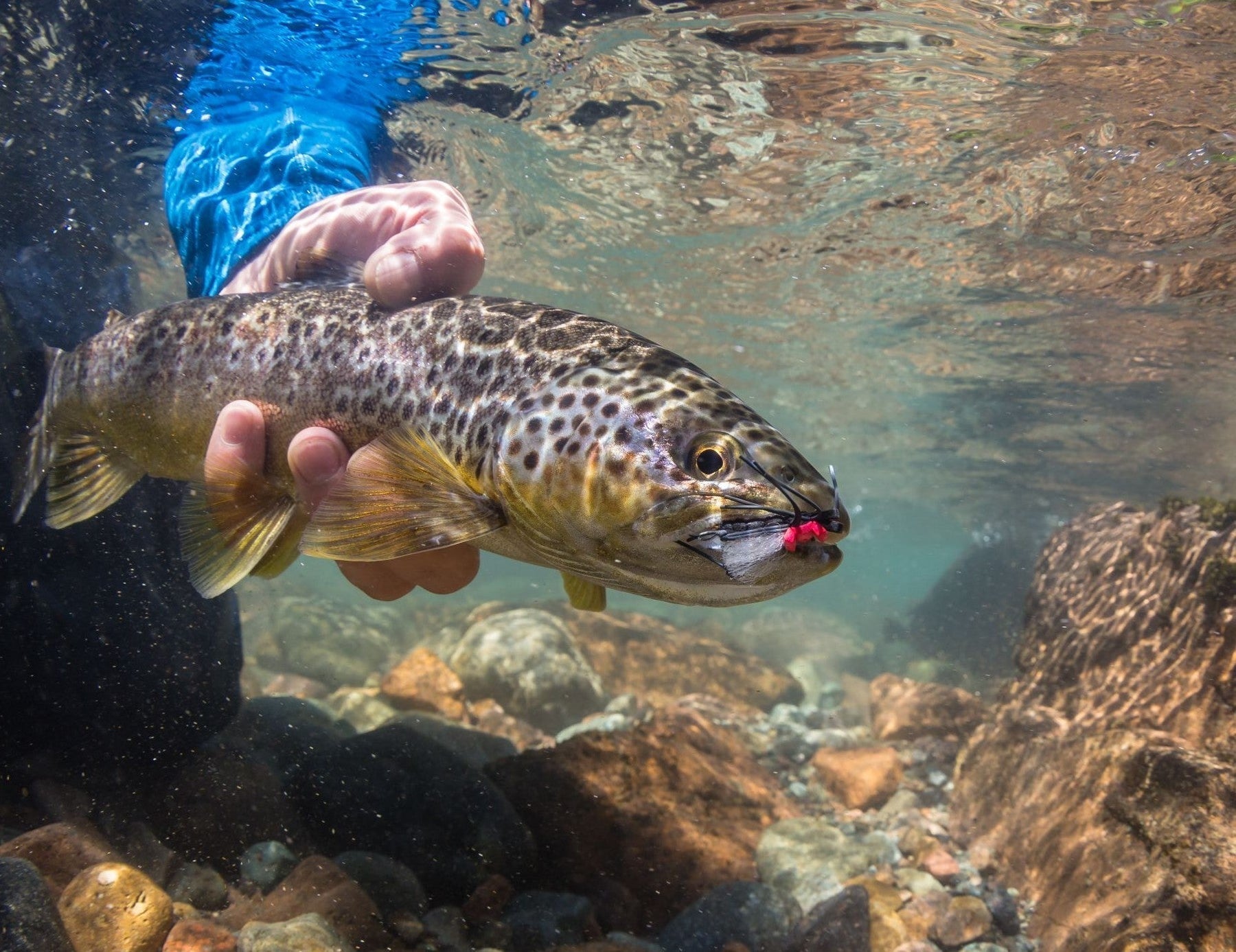 Angler holding a trout underwater with a fly in its mouth above a rocky streambed