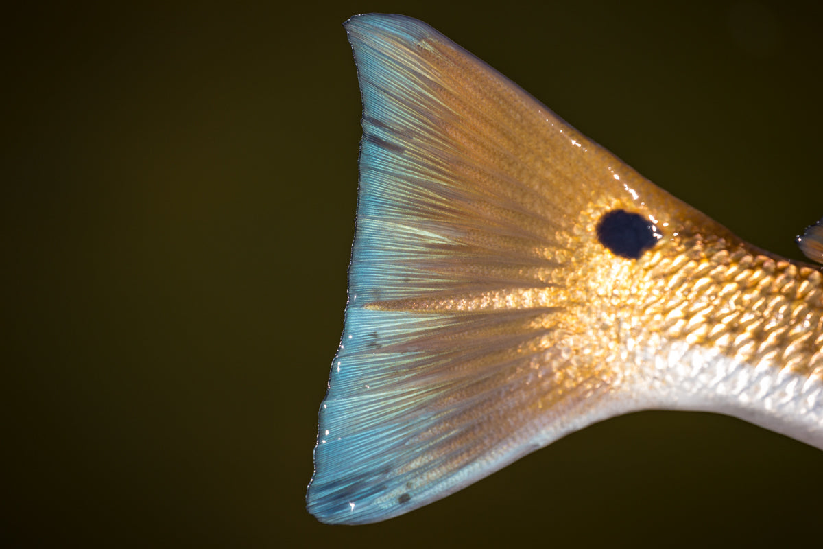 Close-up of a golden fish tail with blue-edged fins in dark water