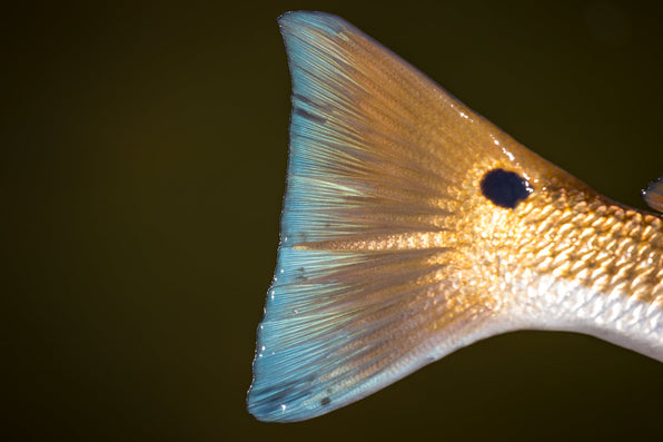 Close-up of a golden fish tail with blue-edged fins in dark water