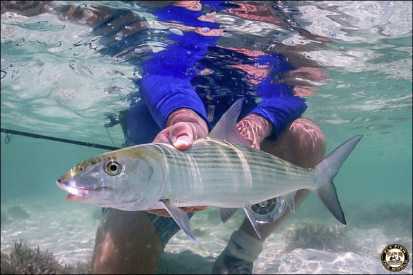 Fly fisher holding a large fish underwater in shallow tropical water