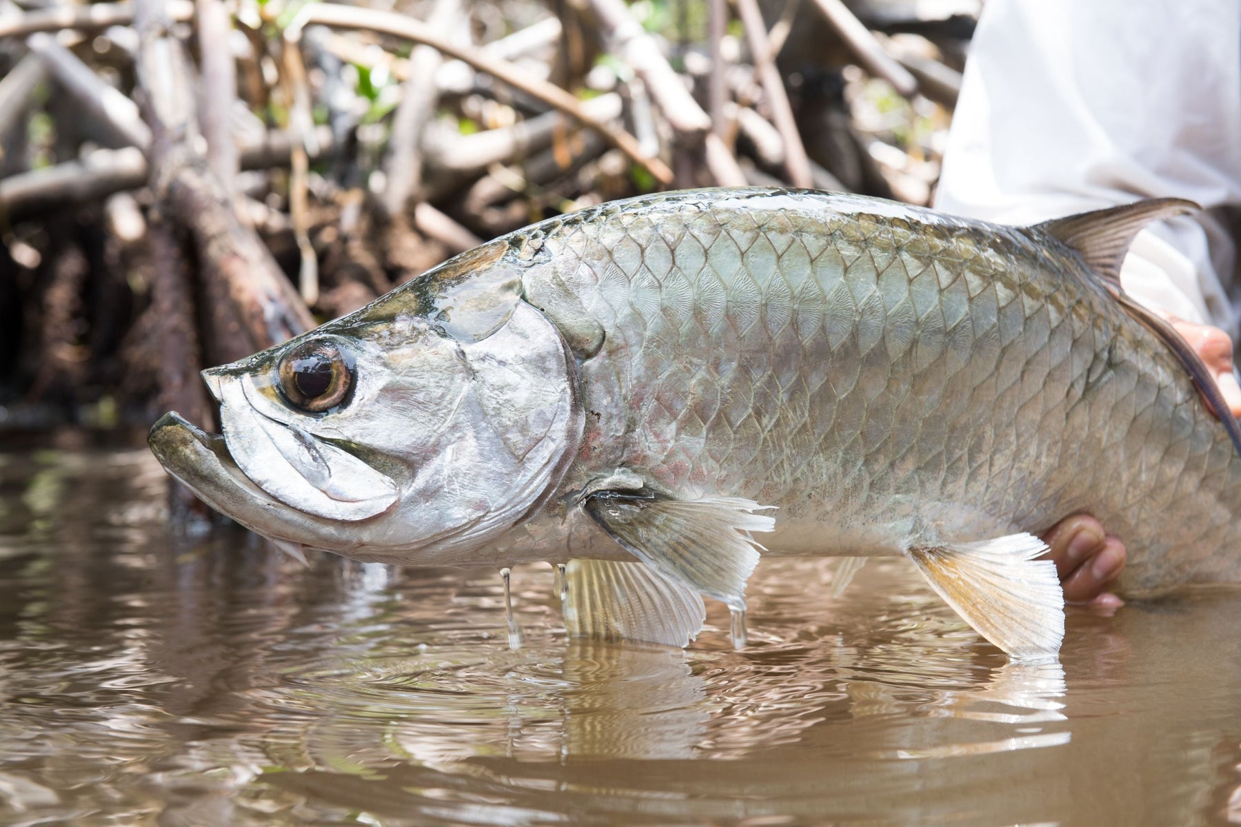 Baby tarpon held in shallow water among mangrove roots