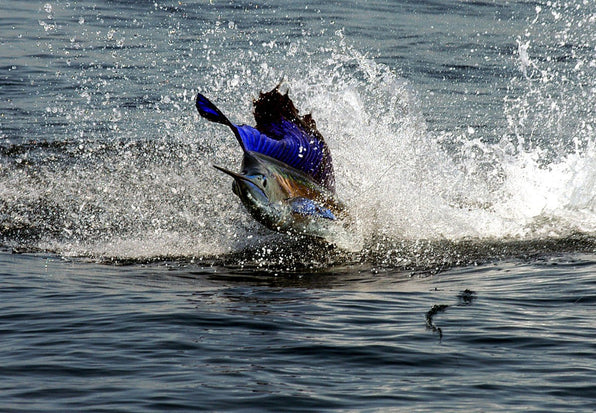 Sailfish leaping from the ocean during a billfish fly fishing trip in Guatemala