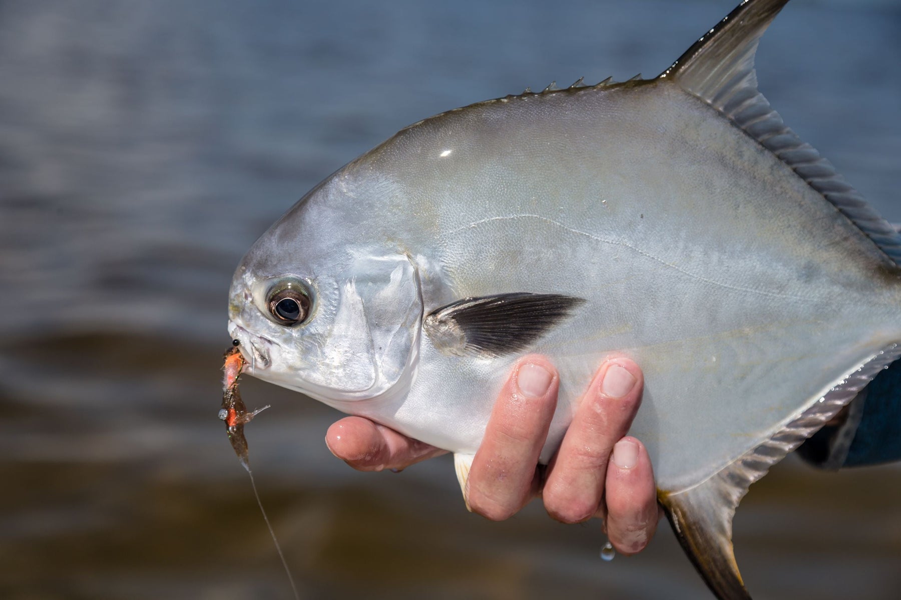 Close-up of a permit fish showcasing its silver body with a fly attached over the water
