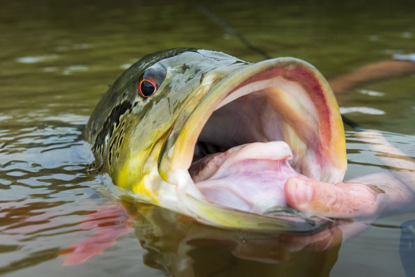Large fish surfacing in calm water during a fly fishing trip