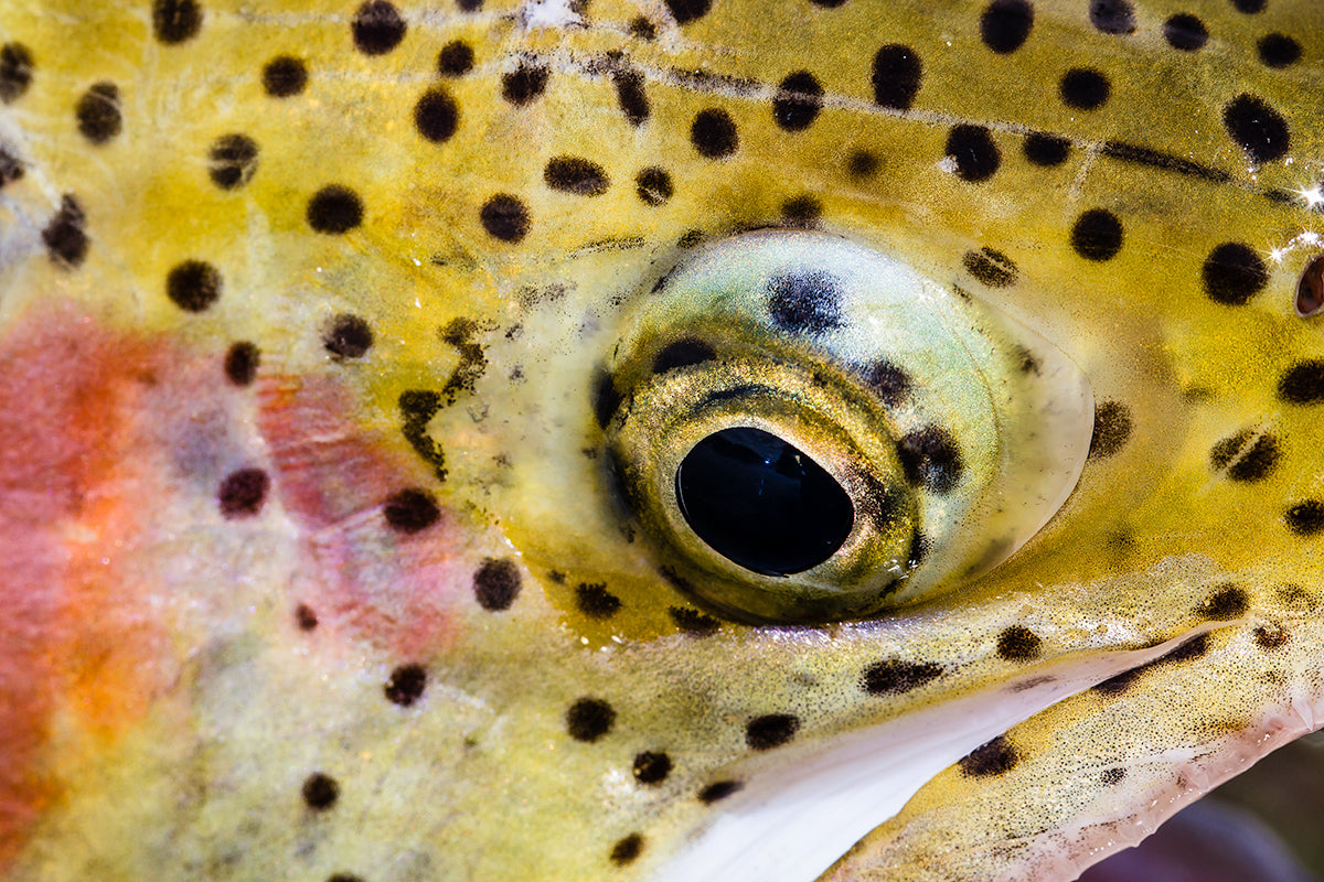 Close-up of a speckled trout eye and golden spotted scales
