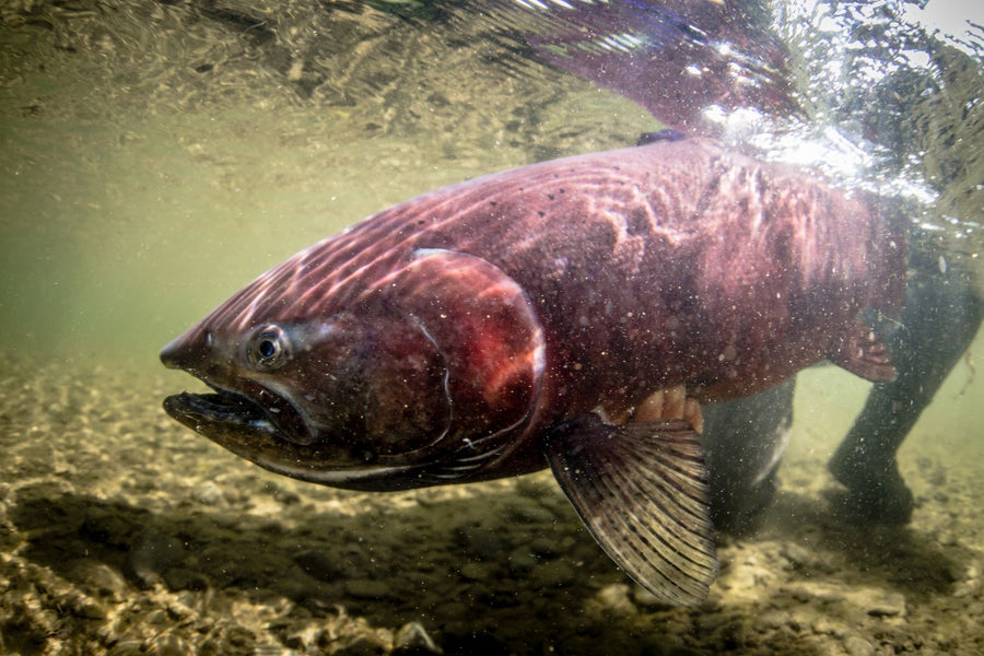 Large salmon swimming underwater above a rocky riverbed, close-up view
