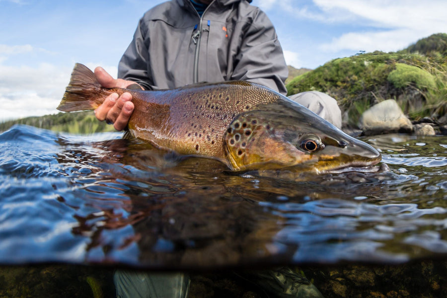 Angler holding a large brown trout in shallow river during a fly fishing trip with grassy banks and blue sky