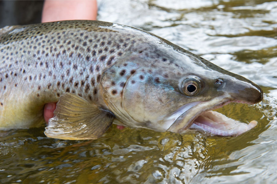 Angler holding a large brown trout in shallow river during fly fishing, close-up of the fish head and spotted flank