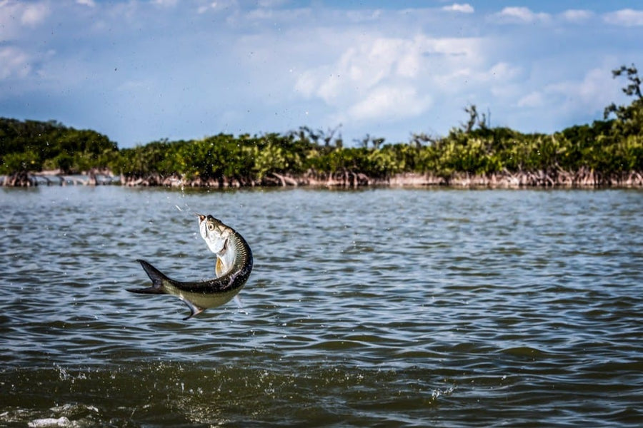 Jumping fish leaping from shallow saltwater near mangroves during a fly fishing trip