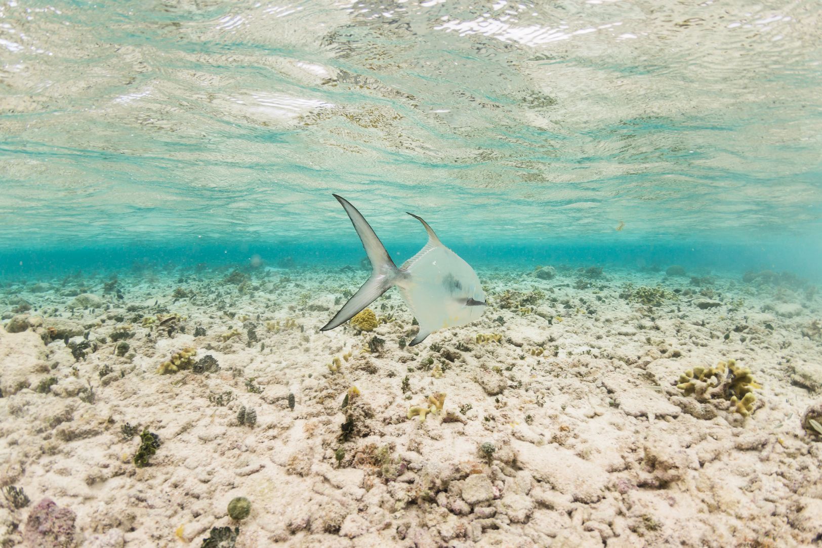 Fish swimming over a shallow coral reef in Belize